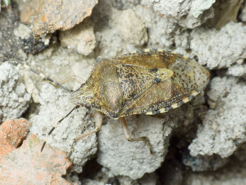 Rhaphigaster nebulosa (Poda, 1761)